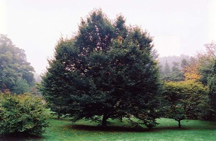 European Hornbeam