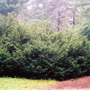 Densa Japanese Yew