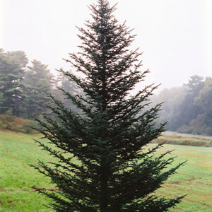 Fraser Fir