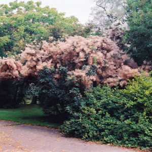 Smokebush in bloom