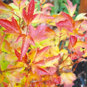 Compact Highbush Cranberry in fall