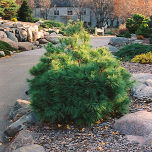 Coney Island White Pine