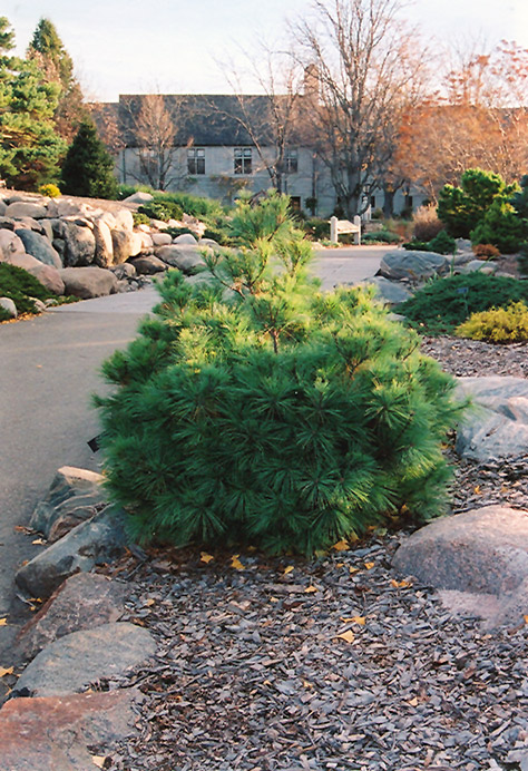 Coney Island White Pine