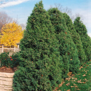 Mountbatten Juniper