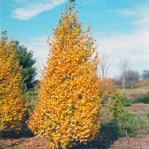 Whitespire Birch in fall