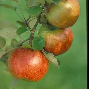 Fireside Apple fruit