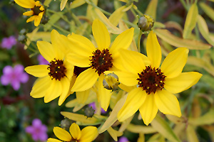 Lightning Flash Tickseed flowers