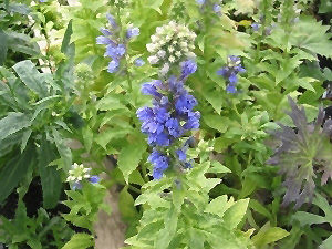 Blue Select Cardinal Flower flowers