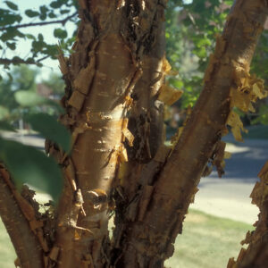 Copper Curls Pekin Lilac bark