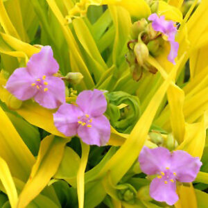 Sunshine Charm&trade; Spiderwort flowers