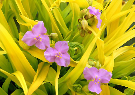 Sunshine Charm™ Spiderwort flowers