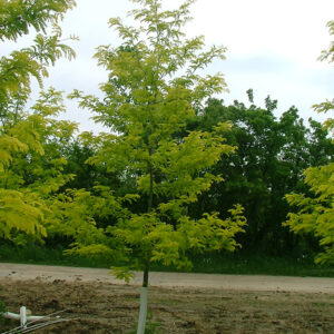 Spectrum Honeylocust