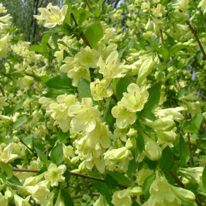 Lemon Ice Weigela flowers
