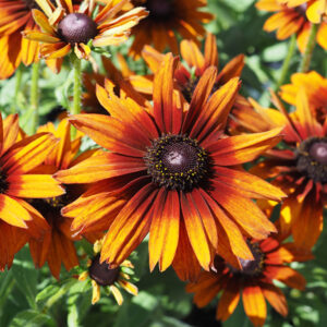Summerina&reg; Orange Echibeckia&trade; flowers