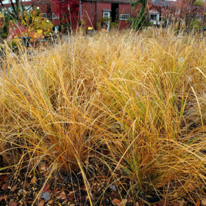 Foxtrot Fountain Grass in fall