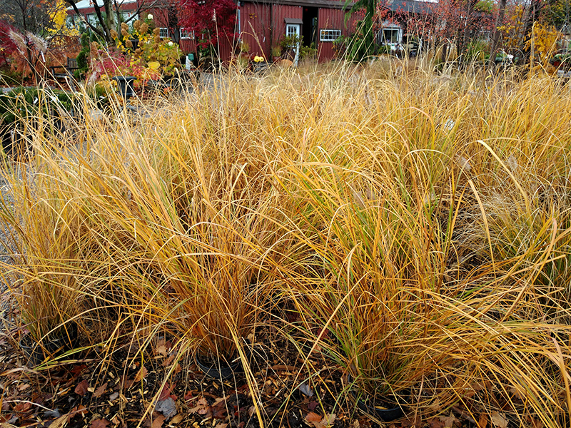Foxtrot Fountain Grass in fall