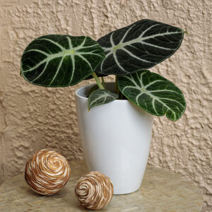 Mythic&trade; Ninja Jewel Alocasia in full