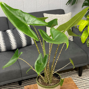 Mythic&trade; Zebrina Elephant Ears in full