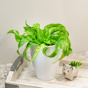 Living Lace&trade; Hurricane Japanese Bird's Nest Fern in full