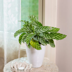 Color Full&trade; Freddie Prayer Plant in full