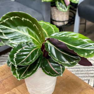 Color Full&trade; Jungle Rose Rose Painted Calathea in full
