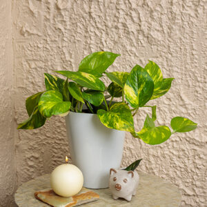 Beautifall&trade; Hawaiian Pothos in full
