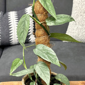 Beautifall™ Cebu Blue Pothos in full