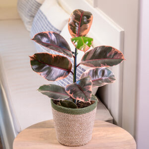 Chroma™ Belize Rubber Plant in full
