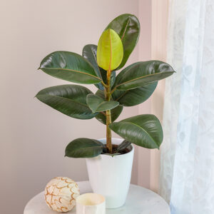 Chroma&trade; Robusta Rubber Plant in full