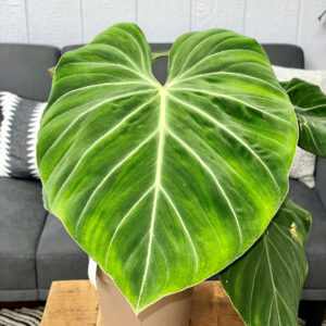 Prismacolor&trade; Gloriosum Creeping Philodendron in full