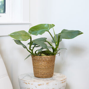 Prismacolor™ Hastatum Silver Sword Philodendron in full