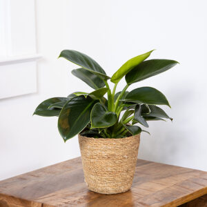 Prismacolor&trade; Imperial Green Philodendron in full