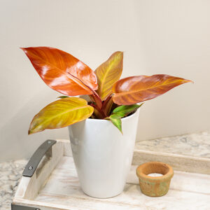 Prismacolor&trade; Sun Red Philodendron in full