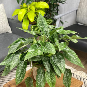 Art Deco&trade; Wallichii Drop Tongue Plant in full