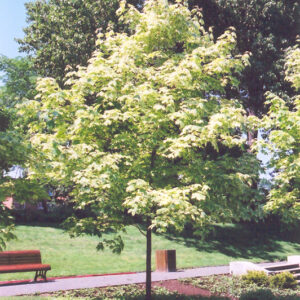 Harlequin Norway Maple