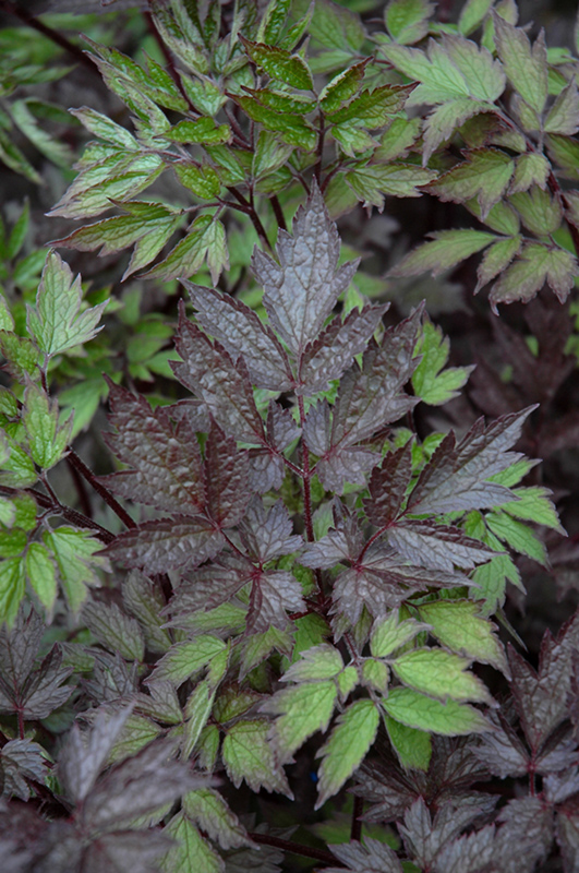Black Negligee Bugbane foliage