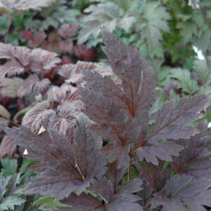 Brunette Bugbane foliage