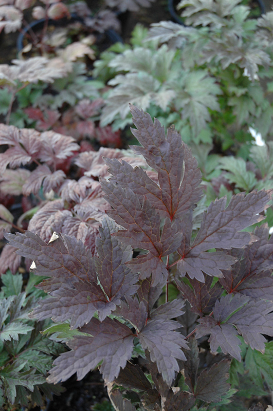 Brunette Bugbane foliage