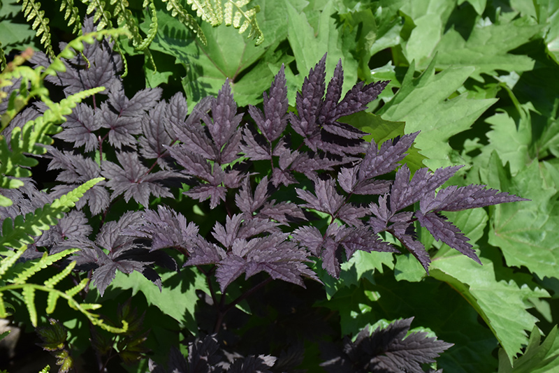 Pink Spike Bugbane foliage