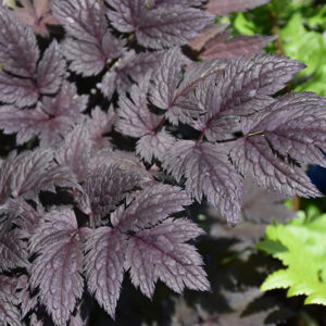 Pink Spike Bugbane foliage