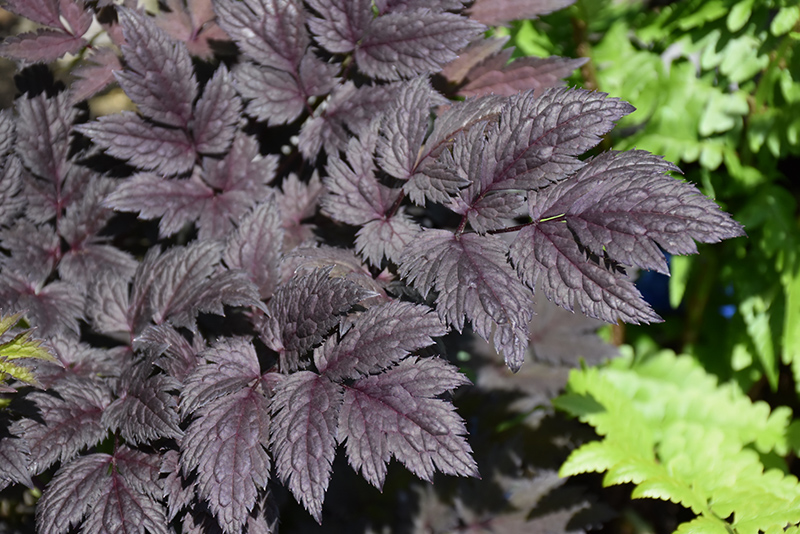 Pink Spike Bugbane foliage