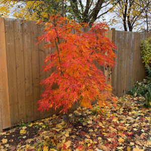 Elegans Japanese Maple in fall