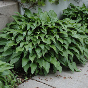 Invincible Hosta