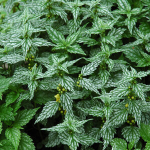 Hermann's Pride Yellow Archangel foliage