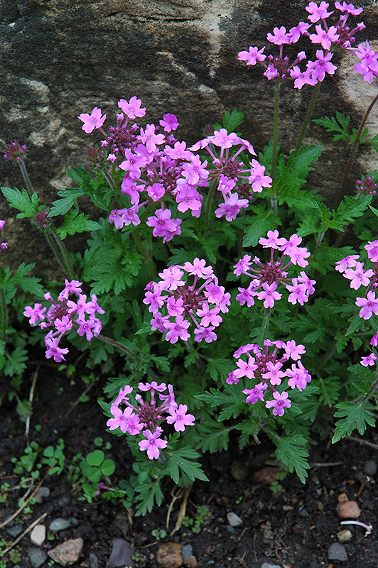 Drumstick Primrose in bloom