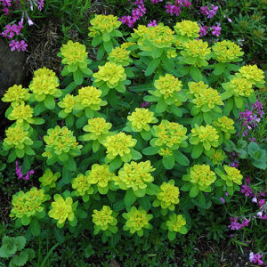 Cushion Spurge in bloom