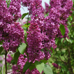 Ludwig Spaeth Lilac flowers