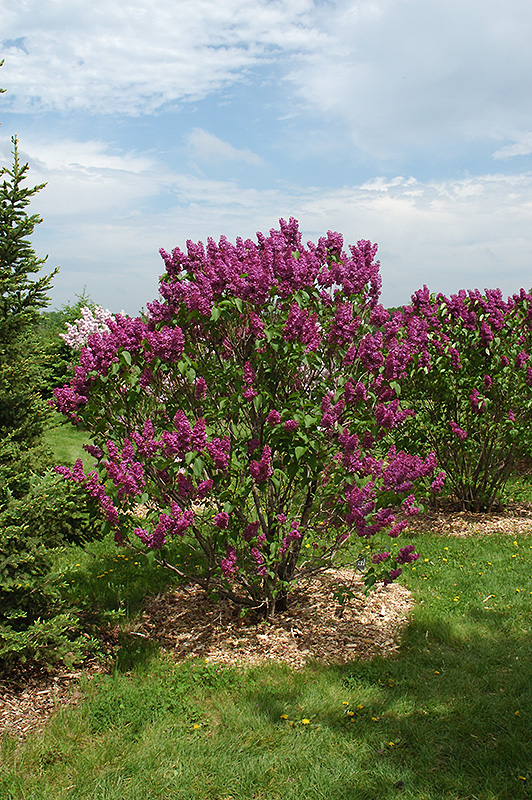 Ludwig Spaeth Lilac in bloom