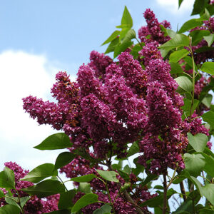 Charles Joly Lilac flowers