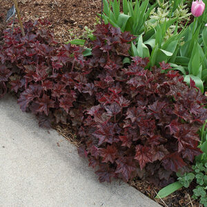 Bressingham Bronze Coral Bells